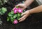 Children hands around green young flower plant