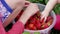 Children hands sort out red strawberries in bucket at garden