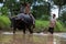 The children are hard work with their father and buffalo