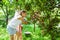 Children harvest cherry fruit