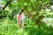 Children harvest cherry fruit