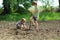 Children helping to plant potatoes in the garden