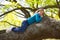 Children kid girl resting lying on a tree branch