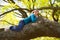 Children kid girl resting lying on a tree branch