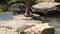 Children legs crossing river flowing on stone in tropical forest. Barefoot children stepping on rocks in river stream