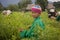 A children of the Palong ethnic group harvesting chilli peppers in the fields.