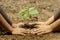 Children and parents join hands to plant saplings on black soil together.