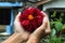 Children pick fresh flowers in the dahlia