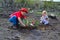 Children planting tulips over burned ground