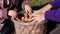 Children play with walnuts in bucket, hands sort nuts, crop