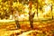 Children playing with autumn fallen leaves in park