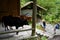 Children playing with cows