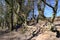 Children playing on natural playground in early spring forest. Trees, branches and roots as playground for kids.