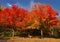 Children playing under the red trees