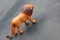 A children playing wild animal  on black background