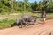 Children riding home from work with the carabao