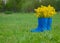 Children`s blue rubber boots with yellow flowers are standing on the green grass