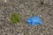 Children`s blue toys on stony beach with seaweeds. Close up view