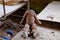 Children`s doll without a head. A dirty, broken children`s toy from a radiation-contaminated kindergarten in Chernobyl
