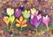 Children`s drawing `Flowering crocuses`. Gouache on paper