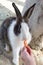 Children`s Hand Feeding a Rabbit with Carrot