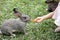 Children`s Hand Feeding a Rabbit with Carrot