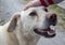 Children`s Hand on the Head of a Stray Dog in the Shelter. Homeless Abandoned Dog with Very Sad Intelligent Eyes. Dogs Trust