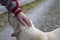 Children`s Hand on the Head of a Stray Dog in the Shelter. Homeless Abandoned Dog with Very Sad Intelligent Eyes. Dogs Trust