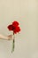 Children`s hand holds a red rose  on the beige background and shows like for valentine concept.