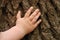 Children\'s hand is located on an old stump