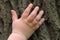 Children\'s hand is located on an old stump