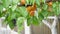 Children`s hand plucks ripe apricot from tree branch