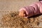 Children`s hand takes a handful of sand