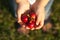 Children`s hands full of paradise apples and rowanberry