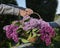 children\\\'s hands hold a basket filled with flowering branches of lilac and purple lilacs