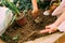 Children`s hands hold garden trowels and drip the ground to plant a flower in the garden