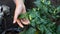 Children`s hands holding green chilies on the tree