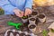 Children`s hands plant pea seeds in pots with soil for seedlings