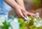 Children`s hands stretch out pebbles to wildflowers. Selective focus