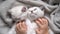 children's hands stroke and scratch two white fluffy and cute kittens of the British breed on a gray blanket sleep and