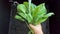 Children's hands washing fresh spinach in black sink under water stream