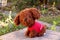 Children`s soft toy dog â€‹â€‹is very kind and cute