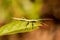 Children`s Stick Insect