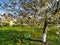 Children`s swing on a flowering cherry tree. Mobile photo with selective focus