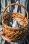 Children`s teenage hands hold a wicker brown hand-made basket with blue textured Easter eggs and a white plastic rabbit