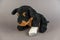 Children`s toy with a bandaged front paw. Black stuffed dog on a gray background. The concept of childhood trauma. Mental health
