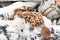 Children's toy giraffe in the snow on birch logs outside a winter country cottage