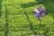 Children`s toy windmill in form of flower on green lawn in summer. Copy space, loneliness concept, childhood