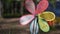 A children's toy windmill in the form of a flower turns from the wind