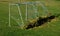 Children`s training football goals on the lawn of the football field are filled with leaves, which the storm blew here from the fo